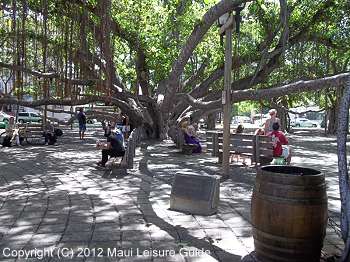 View under the Lahaina, Maui Banyan Tree