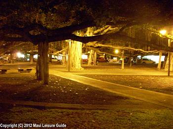 Even at night the Lahaina Banyan Tree is well lit for visitors