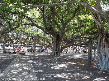 Some of the multiple trunks of the Lahaina Banyan Tree