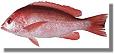 hapu upu fish
